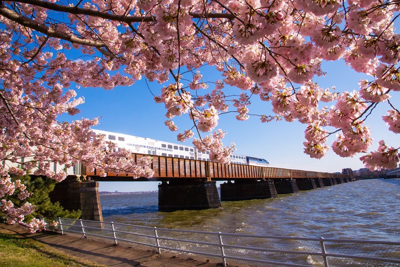 2018_Cherry_Blossoms_(21)_edited